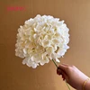 #2 champán - Hortensias de cabeza grande de 18 cm