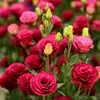 3# Liantus grandiflorum rosso