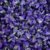 Pétalo Morado