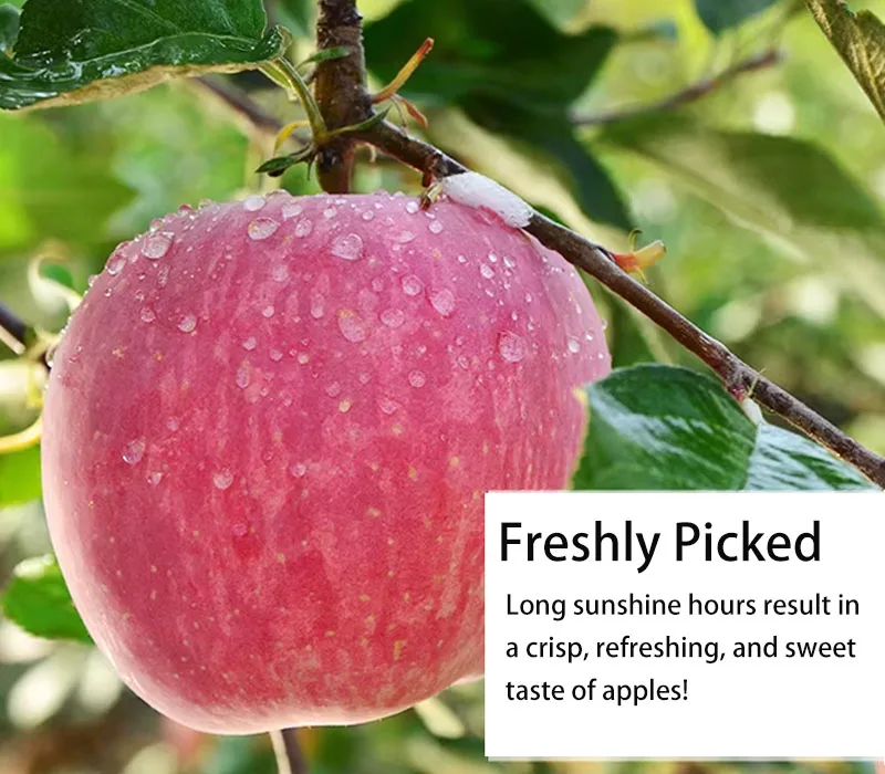 Bulk Fresh Red Fuji Apple with Good Price for Wholesalers and Distributors