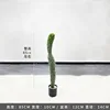 Cactus mexicano - 85cm (viene con base negra)