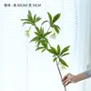 Single-forked Water Stone Ficus