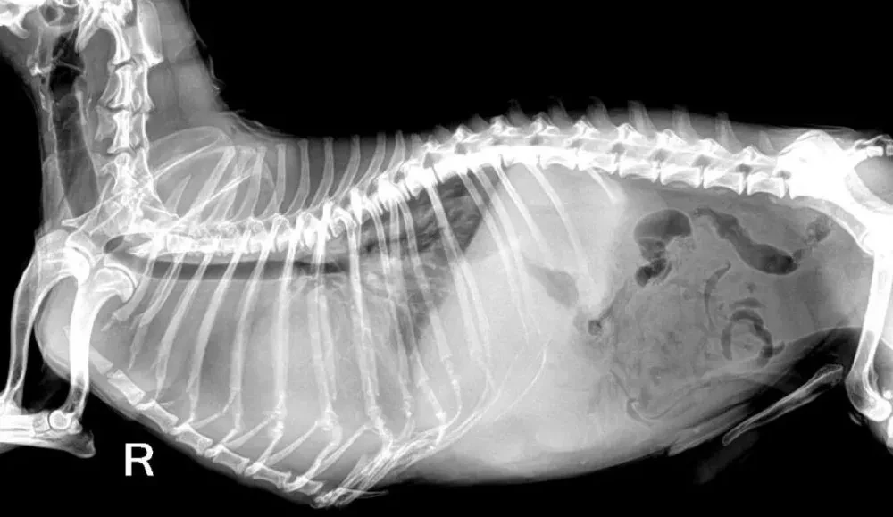 Hot Sale X Ray Fat Panel Dedektor Wired DR Flat Panel Detector for Hospital Use details