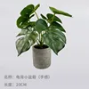 20cm Monstera deliciosa mini potted plant (feel)