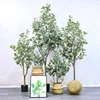 money tree