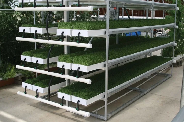 Fodder Rack Outbuilding Complete Automatic Fodder Grow Racks Vertical Barley Shelf Hydroponic ...