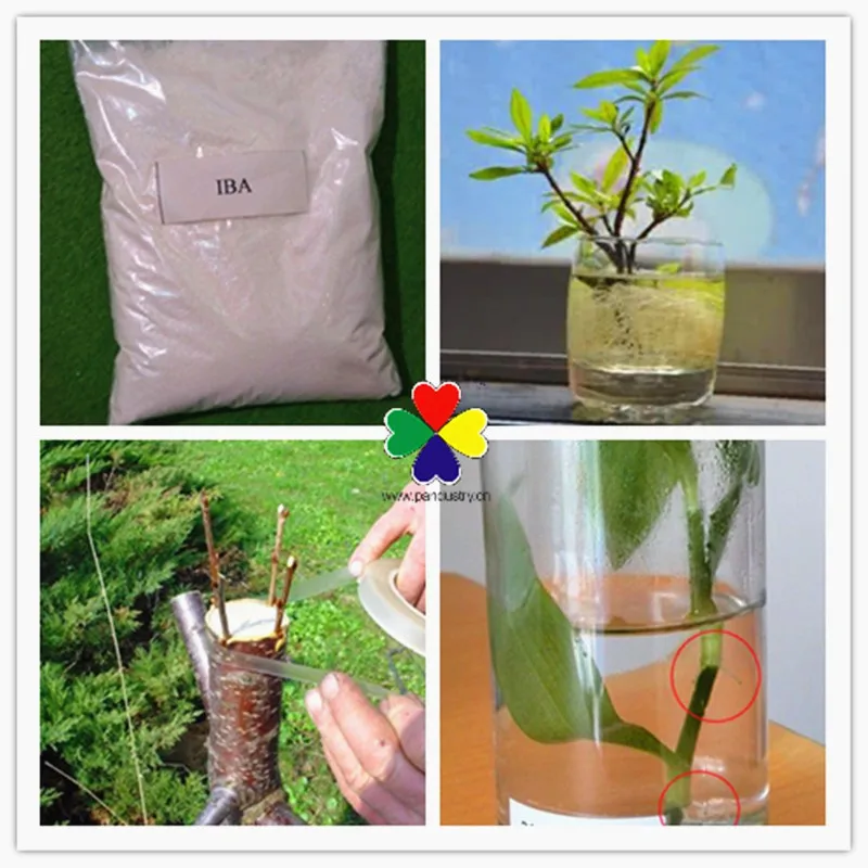 Корневой порошок гормон IBA 3 индолилмасляная кислота IBA от производителей