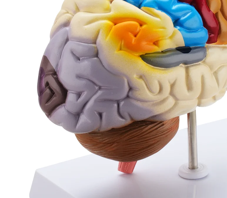 Teaching Resources Colorized Cerebro Maqueta Real Human Organs Medical