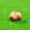 7 crooked-head capybara