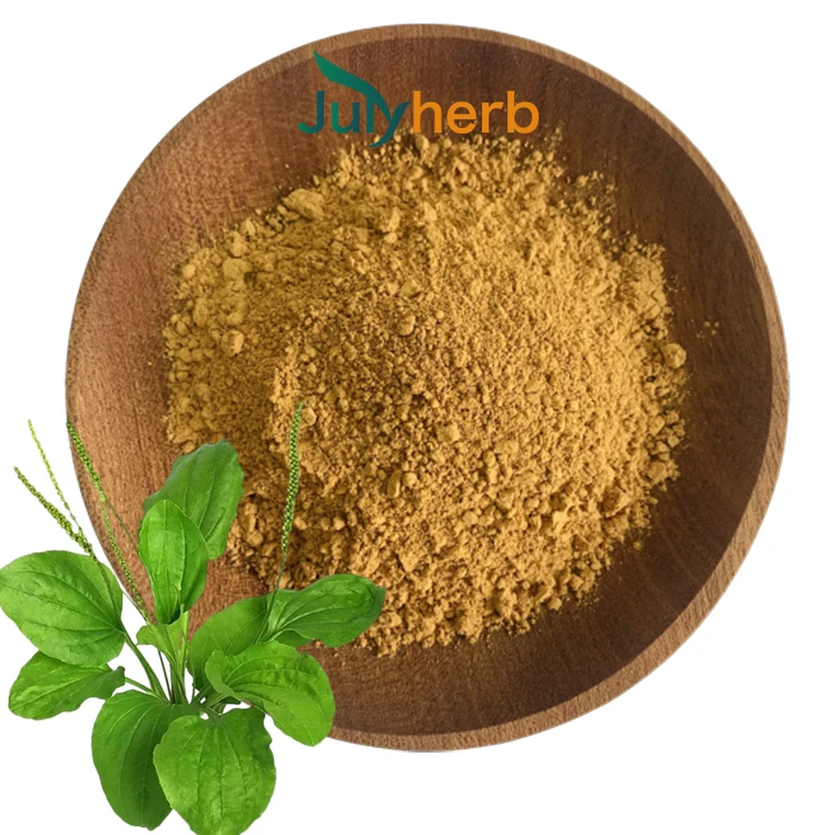 Herba Plantaginis Powder