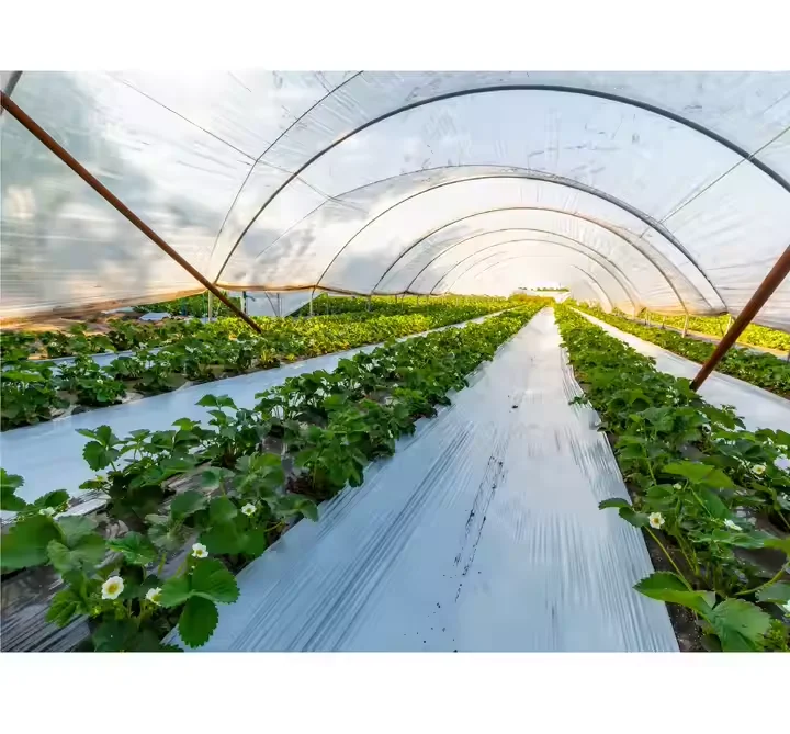 Пластиковая пленка для теплицы