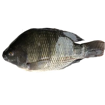 hot sale whole round live black tilapia fish frozen