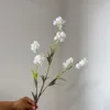 Campanula Bianca