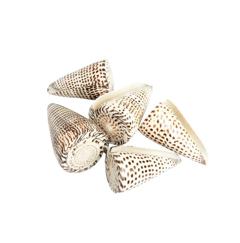2024HIGH QUALITY PRODUCT to DECORATE/ LEOPARD CONE SHELL FROM VIETNAM/ GOOD PRICE and LARGE  QUANTITY for WHOLESALE