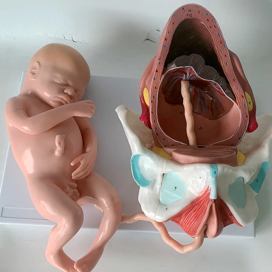 Detachable Anatomical Model of Full-Term Fetal Delivery Model of Neonatal Delivery Process