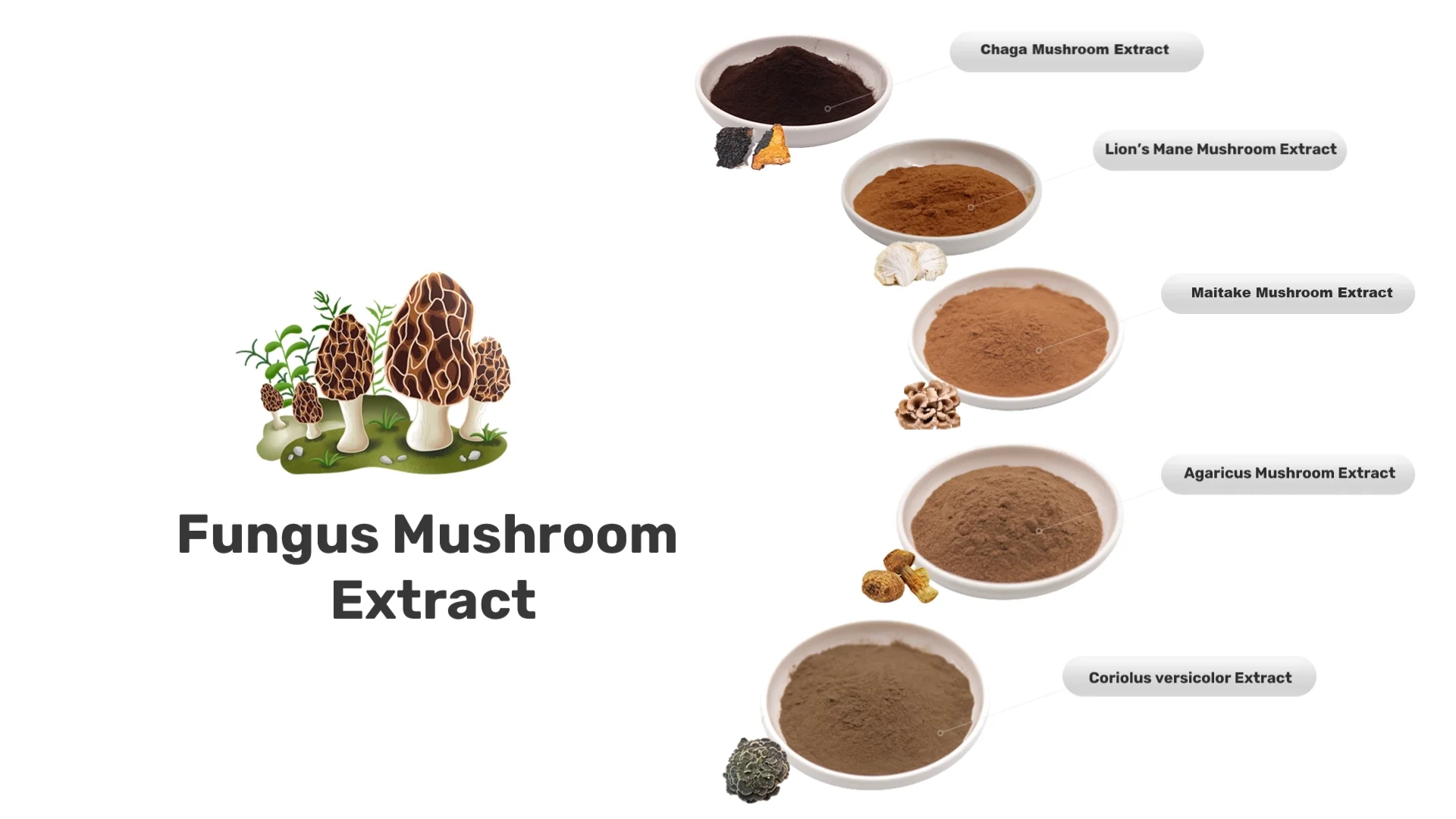Lions Mane Mushroom Extract Polysaccharides,Beta Glucan,Triterpenes