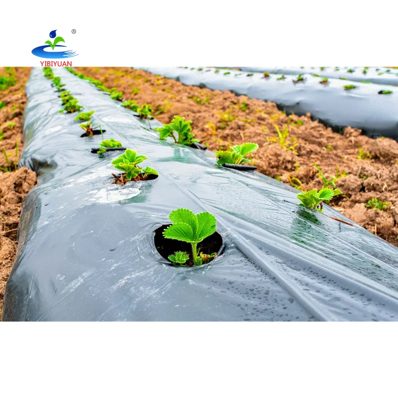 Mulch Sheet Plastique Film Rouleau Agricole Mulsa Black and Silver Mulching Film Agricultural Plastic Mulch Polythene
