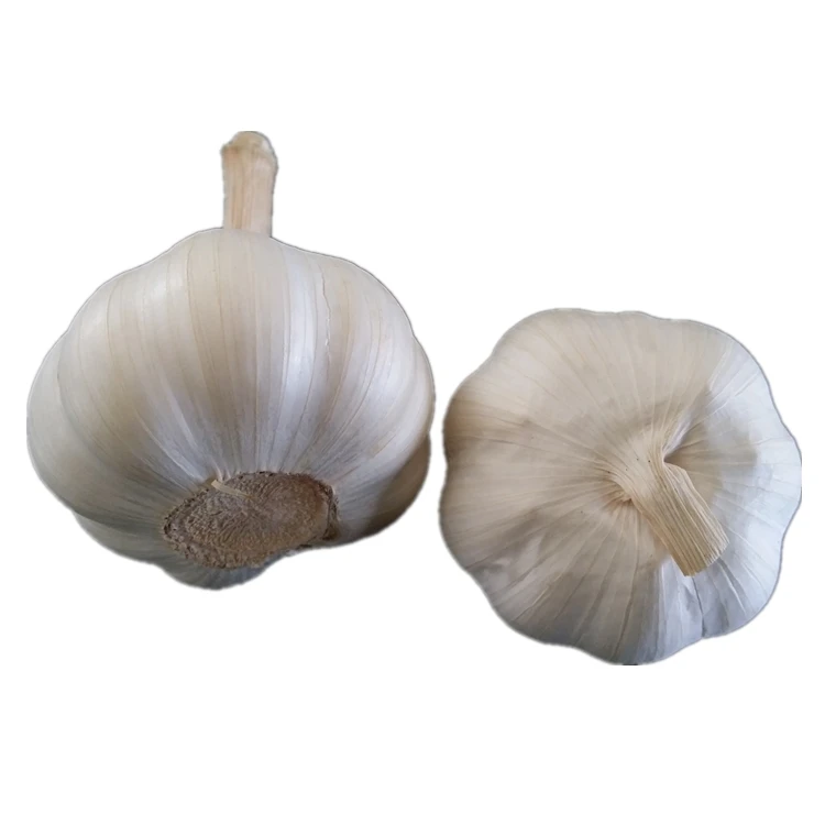 China Fresh White Garlic New Crop high quality wholesale