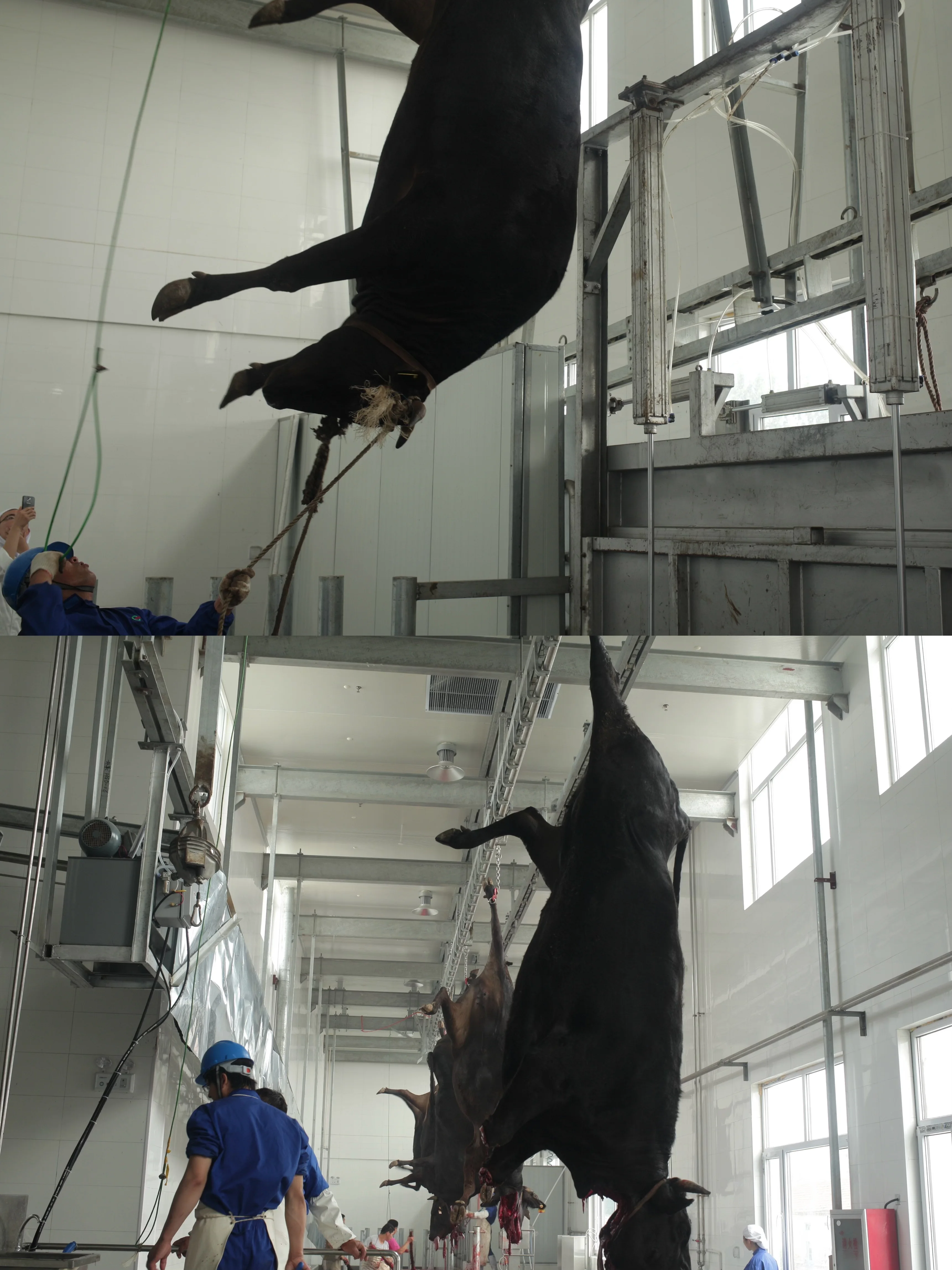 Turnkey halal fully automatic cow slaughtering machine for cattle slaughterhouse