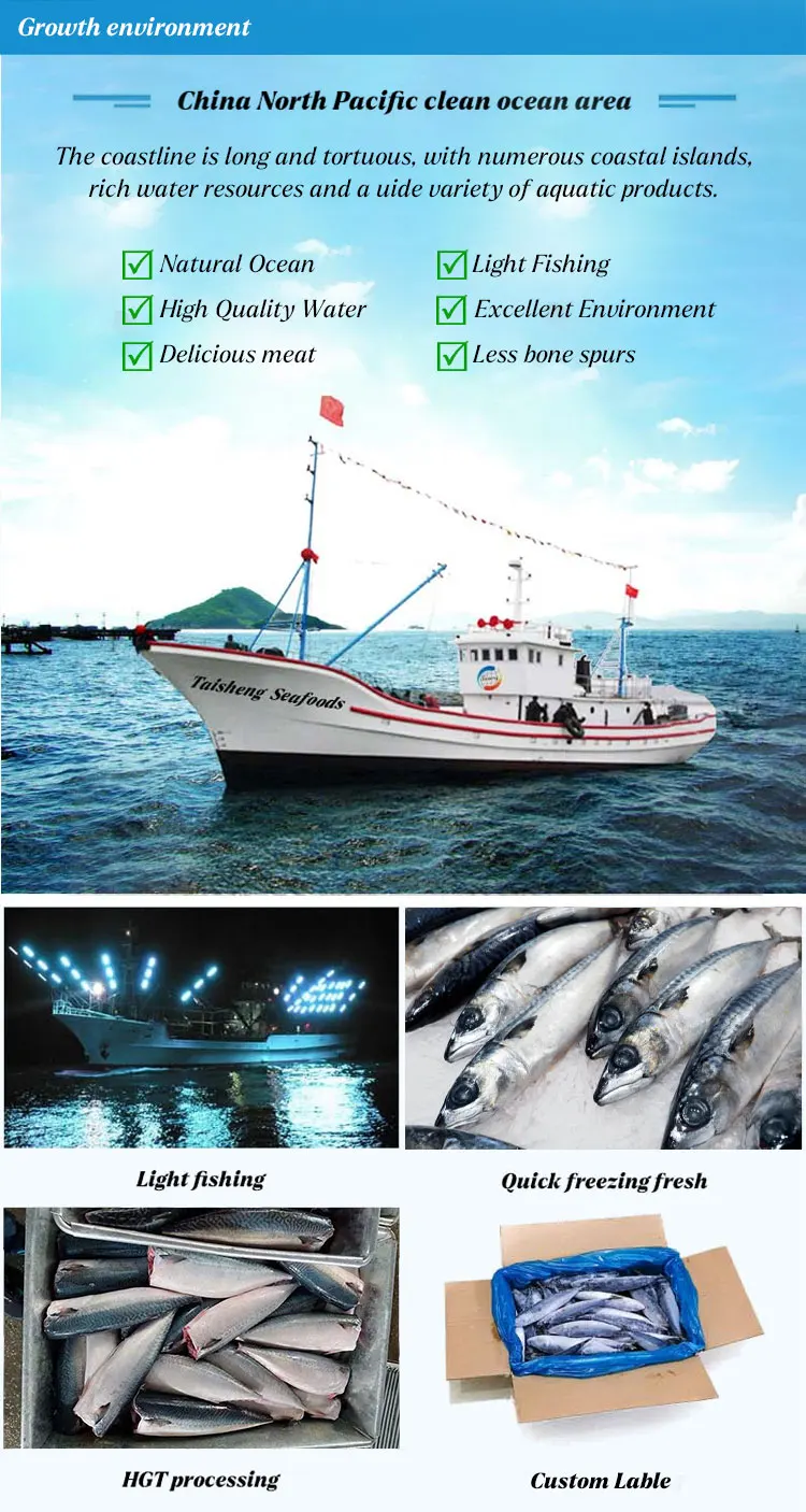 China Export Frozen Fish Suppliers Bqf Whole Round Frozen Pacifated