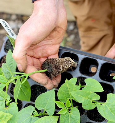 Large Deep 72 Cell PS Black Plastic Forest Nursery Seedling Trays with Lid for Tree Seed Propagation
