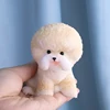 Bichon Frise