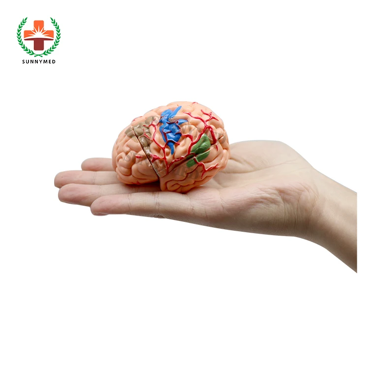 Модель SY-N012 из ПВХ 31 съемный элемент анатомическая модель человеческого мозга