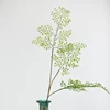 Vert clair