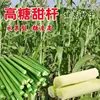 Confezione in pellicola trasparente ppd ecologica: 100 semi di canna da zucchero