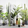 green Rubber tree green balata