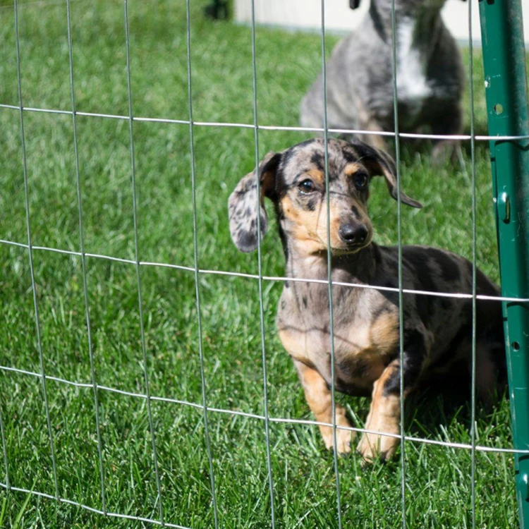 Hardware Cloth Poultry Enclosure Netting Rabbit Run Cage Chicken Coop Iron Wire Mesh Farm Fence Roll Galvanized Welded Wire Mesh