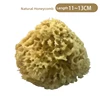 H13N รังผึ้งธรรมชาติ 11-13ซม
