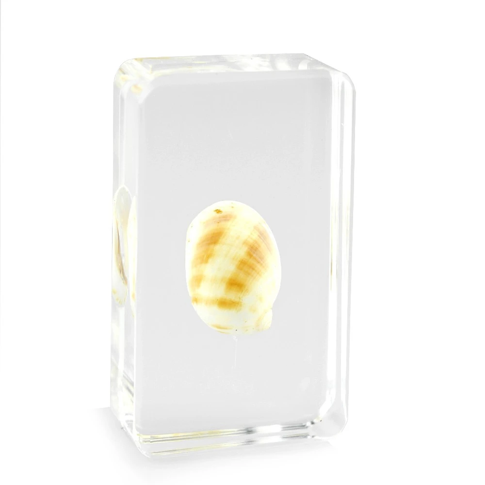 大きい貝殻 29833517f736ab434ecb04e6639b60