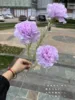 สีม่วง