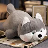 husky