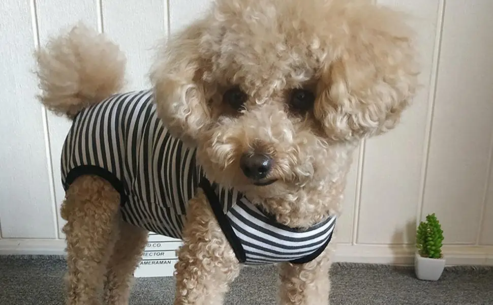 Wound Protective Clothes Dog's Recovery Suit Post Surgery Pet Clothes