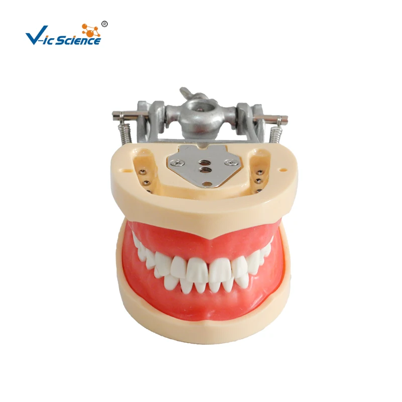 High Quality Dental Teeth Model Chinese Nissin Teeth Standard Tooth Model -  Buy Nissin Teeth,Dental Typodont,Teeth Model Product on Alibaba.com