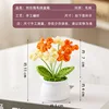 Yellow orange forget-me-not potted plant