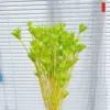 Vert clair