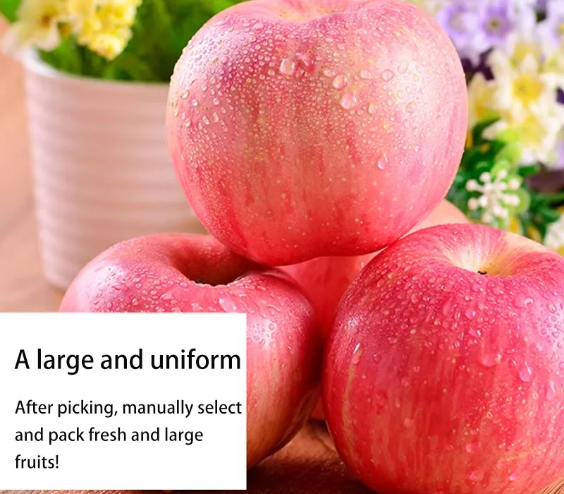 Bulk Fresh Red Fuji Apple with Good Price for Wholesalers and Distributors