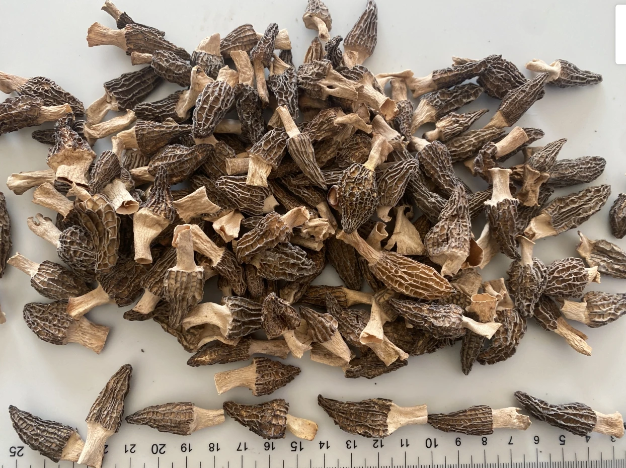 Haoyuan Sessile Morel Mushroom 13cm Dry Mushroom Wholesale Price Black