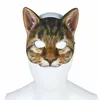 gatto