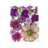 59# Dried Flower 25PCS