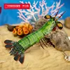 กุ้งตั๊กแตนหางนกยูง-sb0007