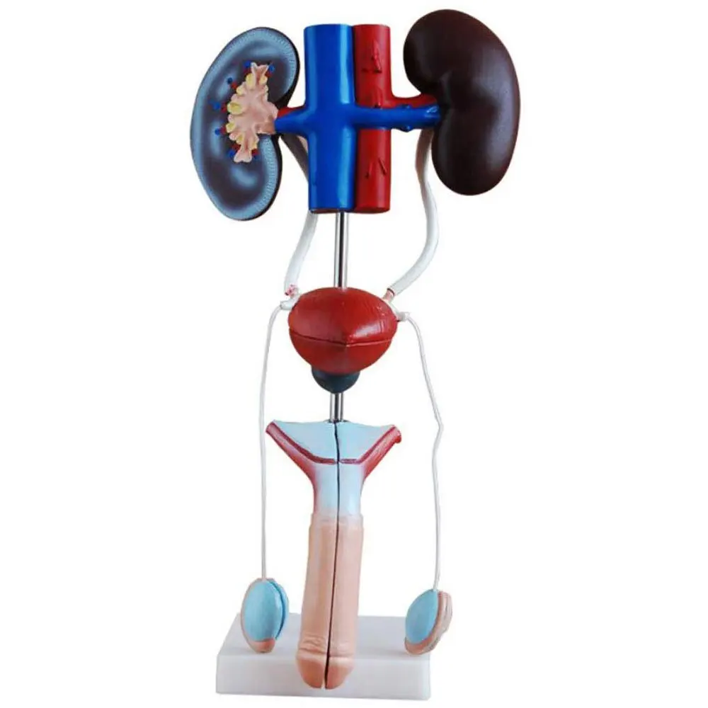 Medical Science PVC Anatomical Model of Male Genitourinary System Human Urinary System Renal Bladder Testis Penis for Training