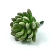 Verde chiaro