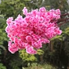 Petalo rosa caldo a 2 strati