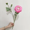 rosa 3