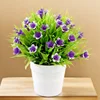 Lily blue