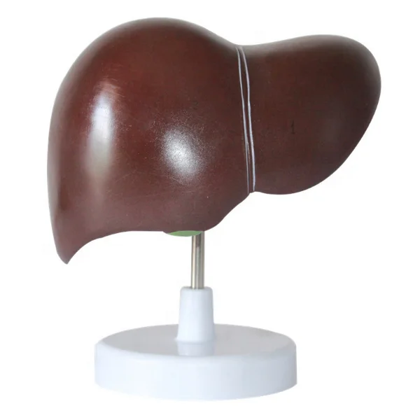 Medical Supplies Human Teaching Liver Pathological Model for School Display Tool Lab Equipment